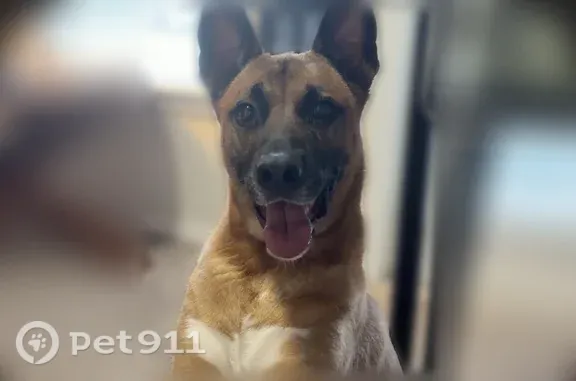 Lost dog, Cary, North Carolina, Arlington - very sweet German shepherd mix - photo