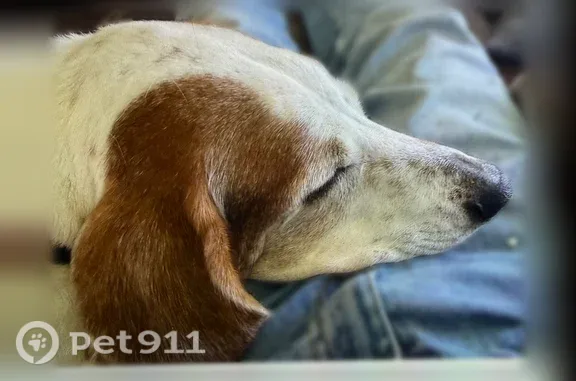 Lost dog, Ponds Trail, 2801, St. Cloud - female - photo