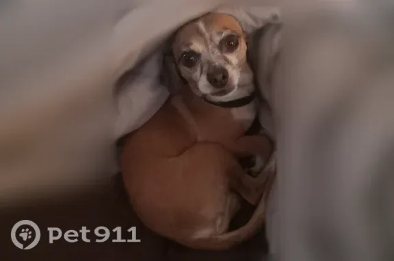Lost dog, Santa Clara - small brown and white Chihuahua - photo