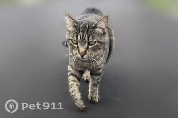 Missing cat Norton Shores, photo: Lost cat, Scranton Drive, 1557, Norton Shores - male, black and gray tabby