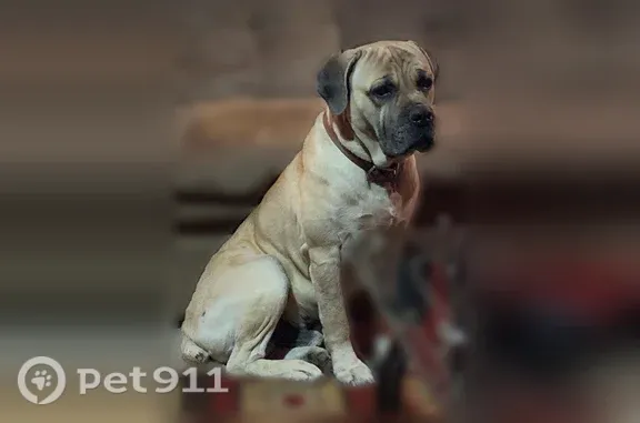 Lost dog, Salsbury Lane, 8813, Oklahoma City — male, fawn with a black mouth - photo