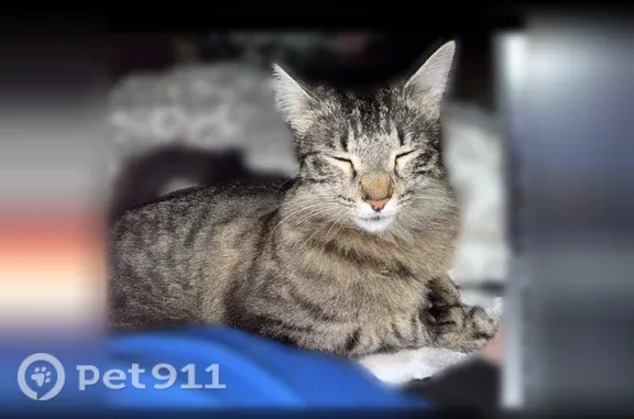 Lost cat, Dallas, Texas - super sweet, no collar - photo