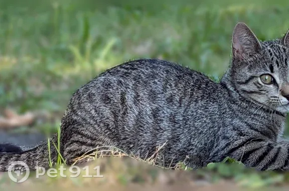 Lost cat, Flowerdale Avenue, 7202, Cleveland, Cincinnati - tabby cat, 5-6 months old - photo