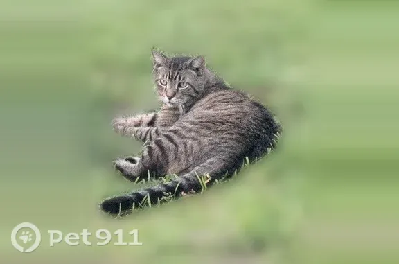 Lost cat, The Woods Drive West, 2467, Atlanta - big male with collar - photo