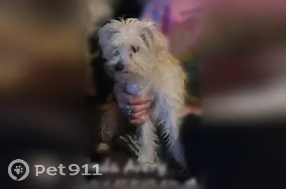 Lost dog, NC 55, Erwin - small white female - photo