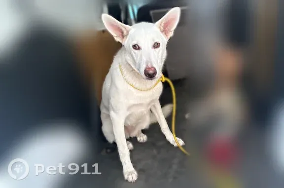 Found dog Dallas, photo: Found dog, South Carroll Avenue, 402, Dallas — 2 sweet shepherd mixes
