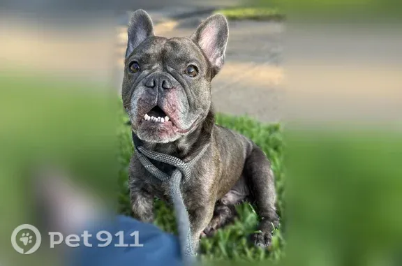 Found dog Arlington, photo: Found dog, West Shadow Drive, 2803, Arlington — male French Bulldog