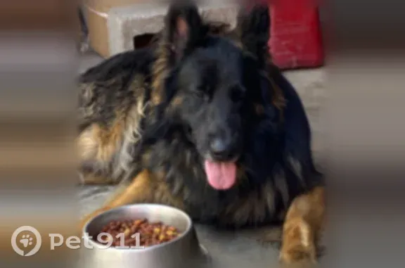 Lost dog, West 26th Street, Chicago - black with brown highlights - photo