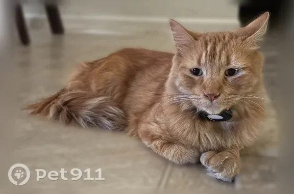 Lost pets Glendale, photo: Lost cat, West Lamar Road, 5518, Glendale - male, orange tabby with extra toes
