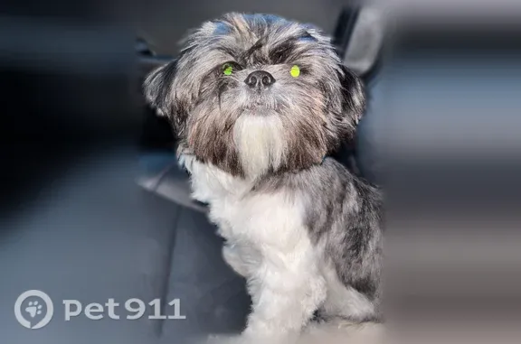 Lost dog, Maverick Drive, 87, Odessa - female, grey and white, about 9 lbs - photo