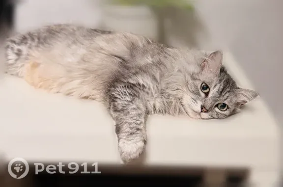 Missing cat San Antonio, photo: Lost cat, Greens Point, 9442, San Antonio - female
