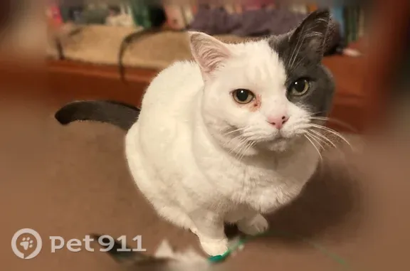 Missing cat Seattle, photo: Lost cat, Northeast 85th Street, 539, Seattle — female, white with spots and a black tail