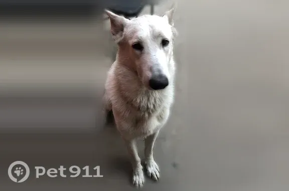 Lost dog, West 26th Street, Chicago — white fur - photo