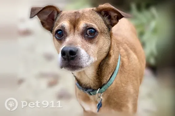 Lost dog, Perkinson Drive, 13828, Chester - 13-year-old Pit/Chihuahua mix - photo