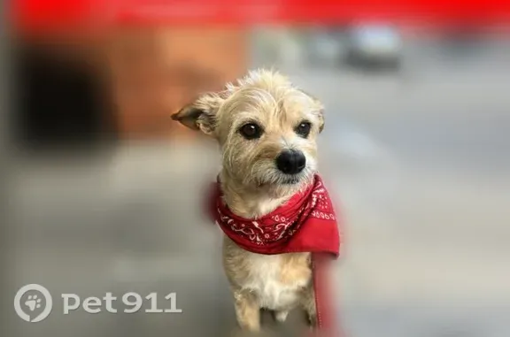 Lost pets Falls Church, photo: Lost dog, San Francisco, California, Falls Church - small brown Chihuahua/Terrier mix