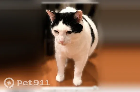 Lost cat, Lafayette Avenue, 73, Lake Grove, Arlington - white with black spots, black tail - photo