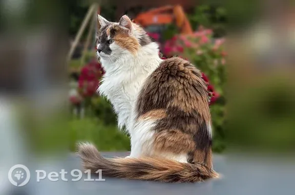 Lost cat, Northwest 182nd Street, 332, Shoreline - mostly white with orange and black - photo