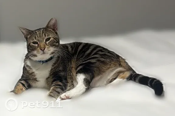 Lost cat, Saint Tropez Circle, Weston, Davie — male, blue collar, tabby - photo
