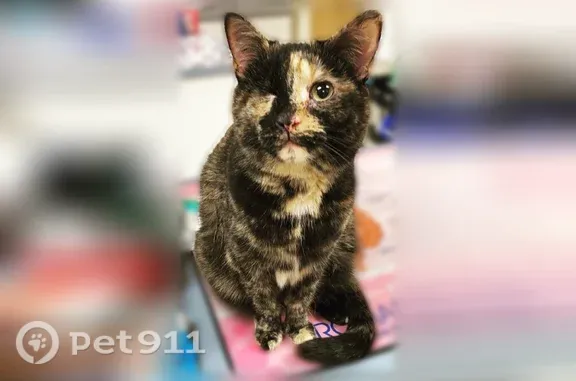 Lost pets Columbus, photo: Lost cat, Sunrise Lake Circle, 3828, Columbus — female