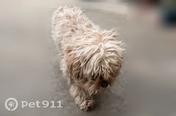 Found pets Seaside, photo: Found dog, Yolanda Court, 1199, Seaside — small, light tan, shaggy fur