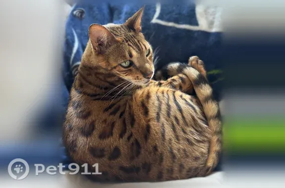 Lost cat, 11th Avenue Southwes...