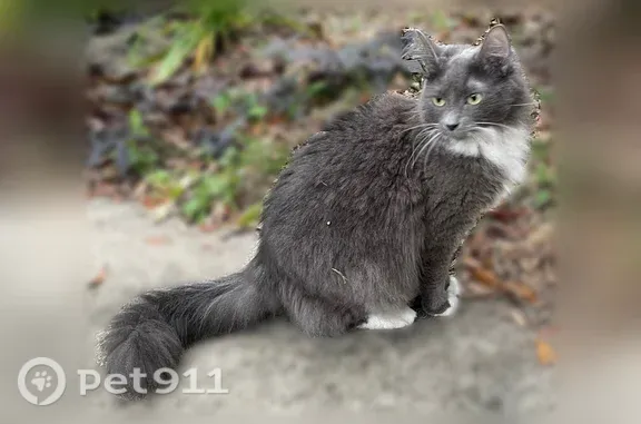 Lost cat, Grape Lane, 921, Jac...