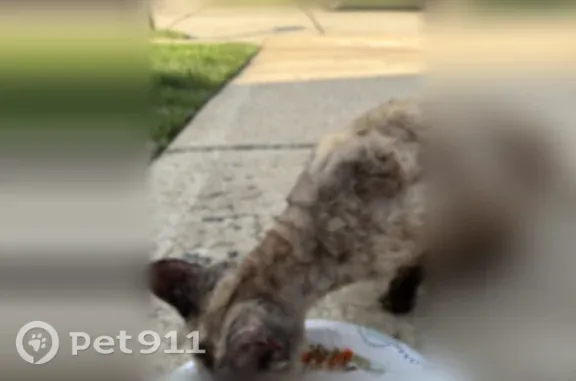 Found cat Saint Charles, photo: Found cat, Towers Road, 4055, Saint Charles - short tan curly hair
