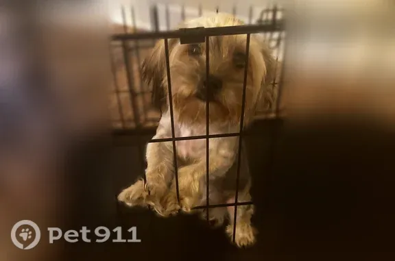 Found dog Phoenix, photo: Found dog, Macon Road, Columbus - male, blue collar