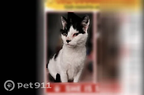 Lost cat, Pala Avenue, San Jos...