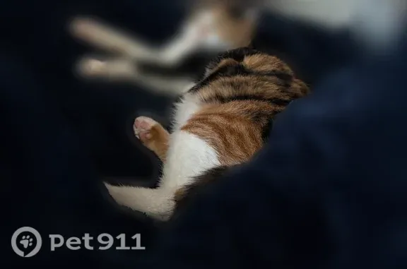 Lost cat, West Raymond Street,...