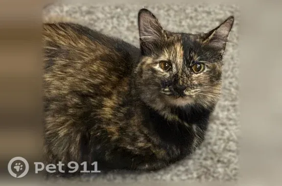 Lost cat, 14th Street, 28, Bon...