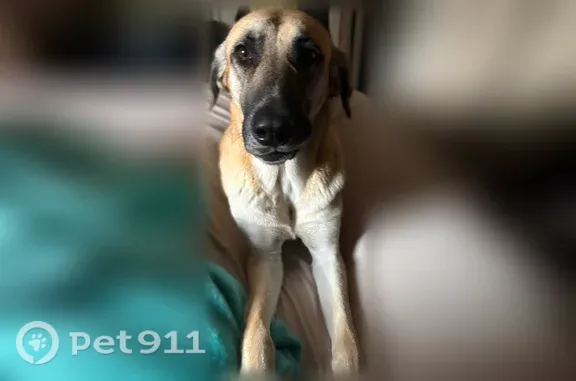 Lost pets Richland Hills, photo: Lost dog, Cedar Park Boulevard, 3177, Richland Hills - female, timid