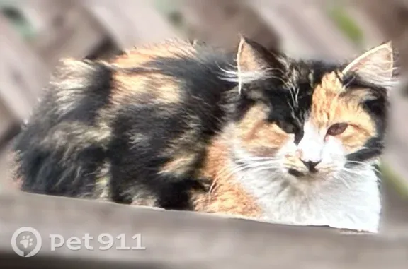 Found cat San Jose, photo: Found cat, Peebles Place, 3800, Santa Clara, San Jose — female calico, small medium/long haired