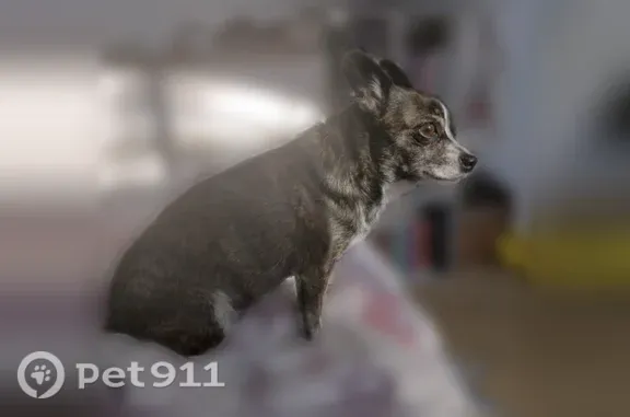 Lost dog, North Pine Street, Spokane, Post Falls - female chiweenie, brindle - photo