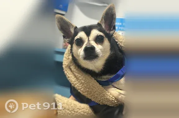 Lost dog, East Ash Lane, 800, Euless, Little Rock - male, heart-shaped face - photo