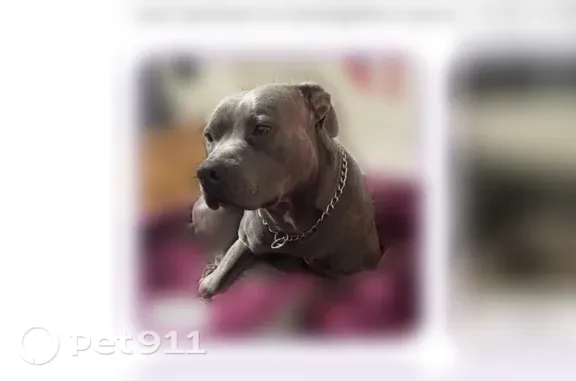Lost dog, Indio, California, Yucca Valley — male, blue nose pitbull with a leash and blue collar - photo