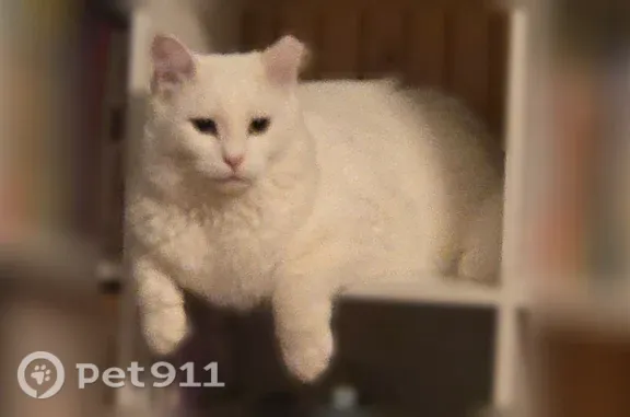 Lost male cat, Tate Road, 112, Corinth, Bangor - all white with golden eyes - photo