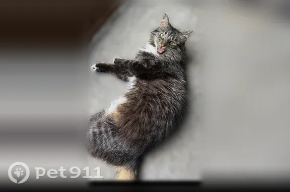 Lost cat, Parkview Lane, 12222, Burnsville, Arlington — grey, long-haired male - photo