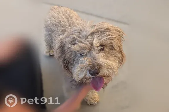 Found pets Victorville, photo: Found dog, Desert Lily Street, 16500, Victorville - grayish color