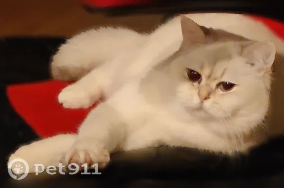 Lost cat, Oakhaven Drive, 19840, Saratoga, Philadelphia - white British shorthair, timid - photo