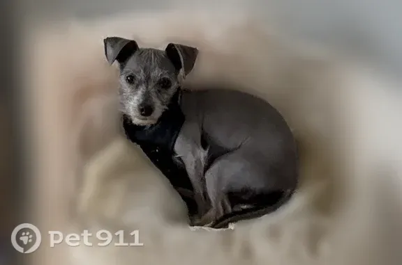 Lost dog, East Shafer Lane, 186, Castle Valley, Moab - male, silver grey with white paws - photo