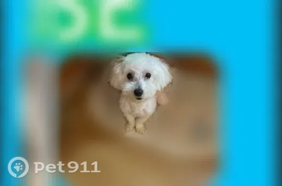 Lost dog, Waldon Road, Charlotte - all white, small - photo