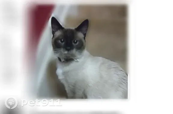 Lost cat, Beowulf Circle, 9350, Rosedale - sweet Siamese male - photo