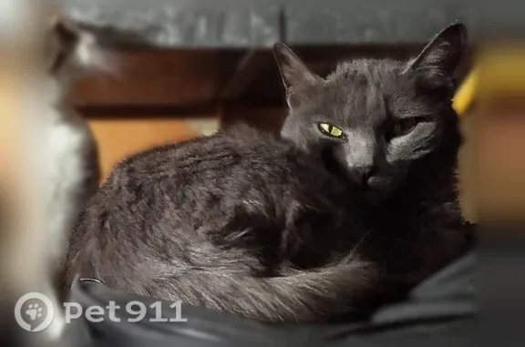 Lost cat, Idaho Avenue, 1921, Caldwell, Boise - female Russian Blue, shy - photo