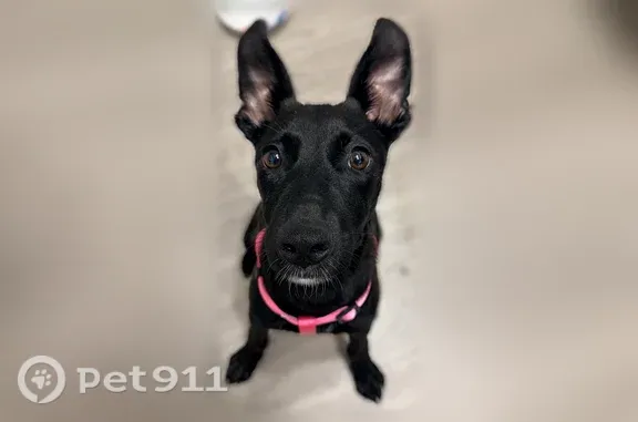 Found pets Euless, photo: Found dog, Bear Creek Parkway, 17, Euless — black puppy