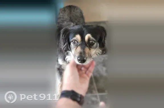 Found pets Dallas, photo: Found dog, Woodlawn Avenue, 803, Dallas — female, tricolor, long fluffy coat