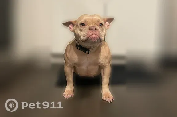 Lost dog, Phoenix, Arizona, Mesa - tan/cream 3-year-old female - photo