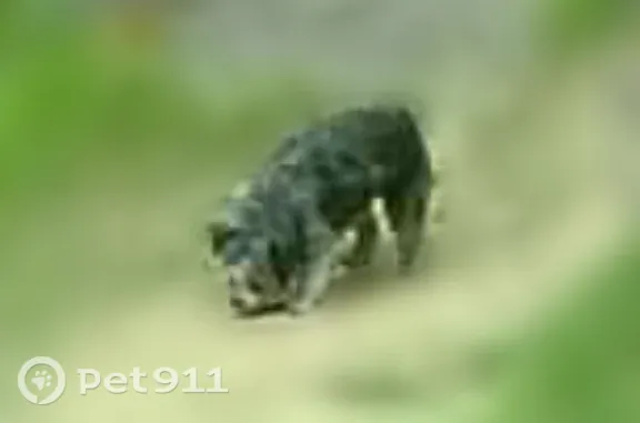 Grey Scottie-type dog seen multiple days on 29Th Ave, both east and west of Big Butternut Lake, on multiple days.
