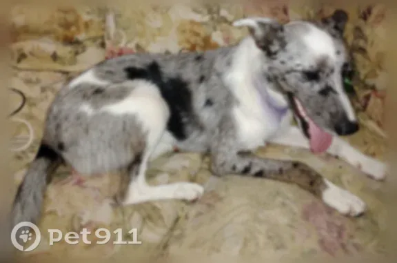 Found pets Owensboro, photo: Found dog, Kentucky 1514, 5030, Owensboro - purple throat