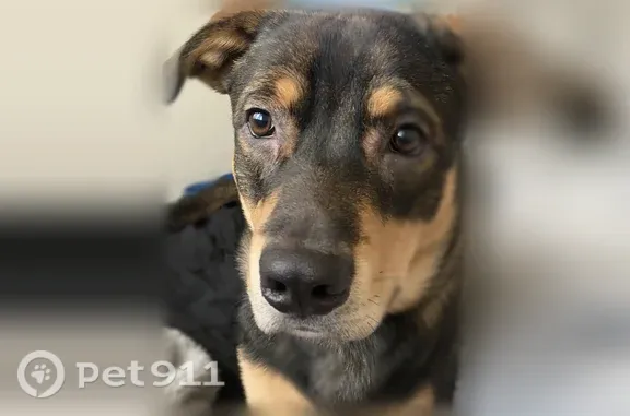 Lost dog, South Mission Road, 3700, Tucson — male, sweet, blue collar - photo